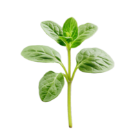 A single stem of fresh basil with bright green leaves highlights the plant's fine textures and rich color, perfect for culinary use png