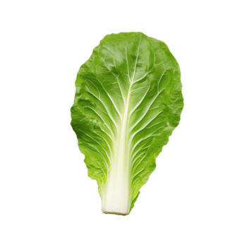 un vibrante lechuga romana lechuga hoja mostrando sus crujiente textura y Rico verde color, Perfecto para Fresco ensaladas y sano platos png