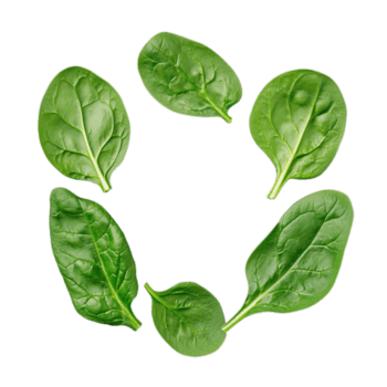 ein Sammlung von frisch Spinat Blätter ist angezeigt im ein kreisförmig Layout, Hervorheben ihr Reich Grün Farbe und frisch Aussehen png