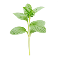 Bright green basil leaves fresh from the garden, ideal for adding flavor to dishes and enhancing culinary presentations png