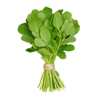 A vibrant bundle of fresh green leaves tied together, perfect for adding flavor to dishes or as a garnish in meals png