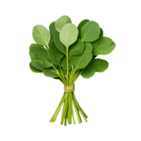 A fresh bunch of lush spinach leaves with bright green color is bundled together, perfect for adding to salads or cooking png