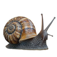 Realistic photo of a brown snail with a spiral shell crawling on a transparent background png