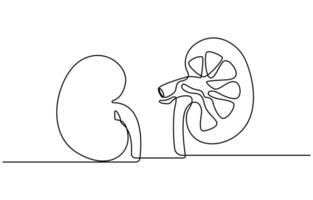 Continuous line drawing of human, internal, organs, kidneys vector