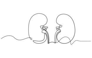 Minimalist continuous line drawing of human kidneys vector