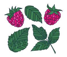 Set of hand-drawn berries and raspberry leaves. Colorful outline illustration. vector