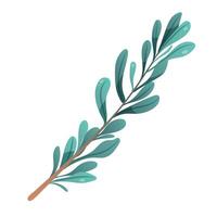 Branch on white background. Plant with rounded leaves for design. isolated element vector