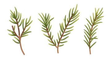 Painted spruce branches on white background. Branch with needles, coniferous plant. isolated element vector
