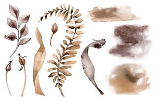 Leaves and branch in monochrome sepia watercolor set. Abstract plants in sienna color isolated on white. Watercolor background. Elements for the design of branding , invitations, printed products. vector