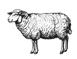 standing sheep in sketch style. vector