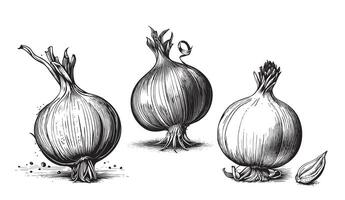 Ink sketch of onion isolated on white background. Hand drawn illustration. Retro style. vector