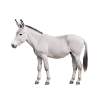 Realistic photo of a white donkey standing and looking forward on a transparent background png