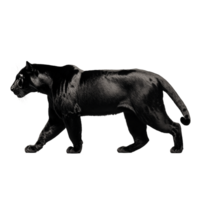 Realistic photo of a black panther walking in profile view on a transparent background png