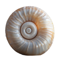 Photo of a circular seashell with spiral pattern on a transparent background png