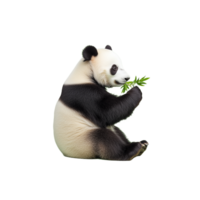 Realistic 3D render of a panda bear holding bamboo while sitting on a transparent background png