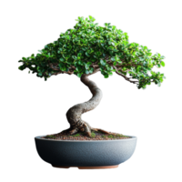 Photo of a small green bonsai tree in a round pot on a transparent background png