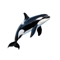 A detailed 3D render of an orca in mid-swim displayed on a transparent background with natural black and white colors png