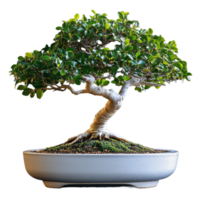 Photo of a green bonsai tree with a wide canopy in a rectangular pot on a transparent background png