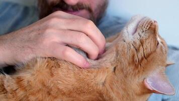 Bearded man hugging and stroking ginger cat close-up. Selective focus on cat's muzzle. video