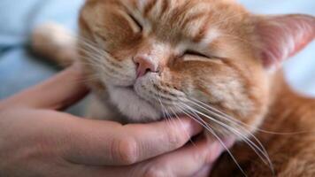 Bearded man hugging and stroking ginger cat close-up. Selective focus on cat's muzzle. video
