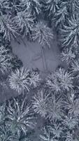Aerial view of A serene winter scene showcasing a snow-covered forest with tall evergreen trees, set against a backdrop of distant mountains. Vertical footage video
