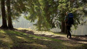 A man with a backpack travels through a beautiful forest in Carpathian mountains. Sports and recreation hiking concept. 4K video