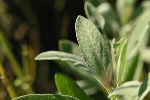 a close up of a plant with leaves photo