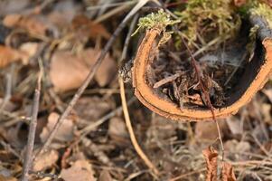 a horse shoe with moss growing on it photo
