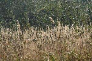 a cow standing in a field with tall grass photo