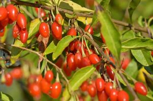 goji berries are red and have green leaves photo