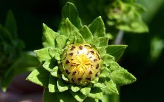a yellow flower with a brown center is shown photo