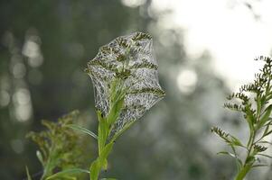a spider web is on a plant with some green leaves photo