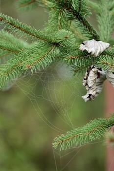 un araña web es colgando en un árbol rama foto