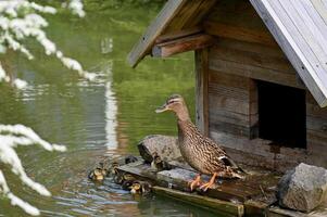 a duck standing on a wooden platform in a pond photo