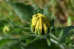a yellow sunflower bud with green leaves photo