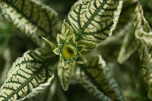 a close up of a plant with green and yellow leaves photo