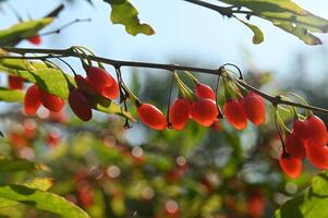 goji berries are red and have small berries photo