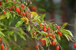 goji berries are red and have small berries photo