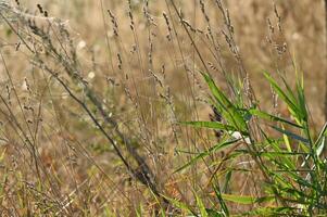 a bird is sitting on a tall grassy field photo