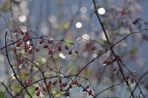 a bush with red berries and water droplets photo
