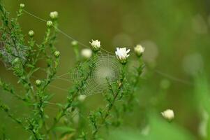 a spider web is on a plant with white flowers photo