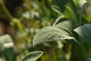 a close up of a plant with green leaves photo