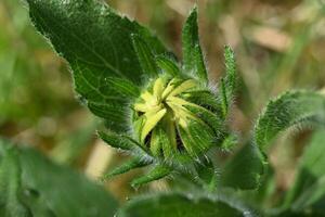 a sunflower bud with a green center photo