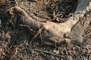a dead tree trunk with a hole in it photo