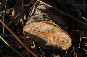 a close up of a tree stump with a face on it photo