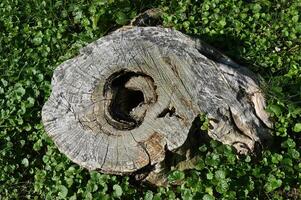 a tree stump with a hole in it photo