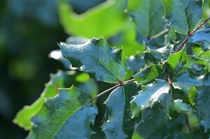 holly leaves are green and have red leaves photo