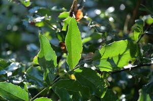 a close up of a leafy plant with green leaves photo