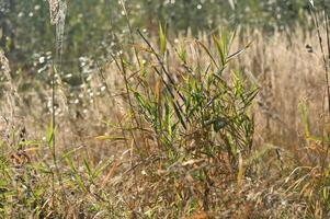 a fire hydrant in a field of tall grass photo