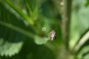 a bug on a leaf in the sun photo